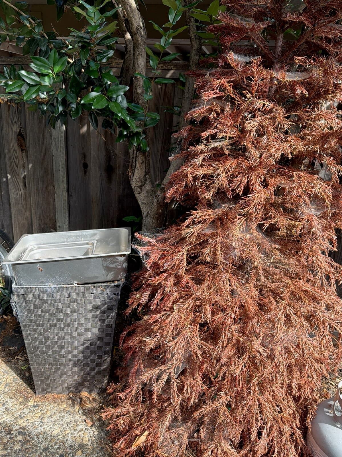 Backyard Cleanup Hayward before 2